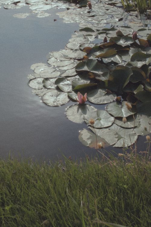 Free Tranquil pond scene with lily pads and blooming pink water lilies surrounded by lush grass. Stock Photo