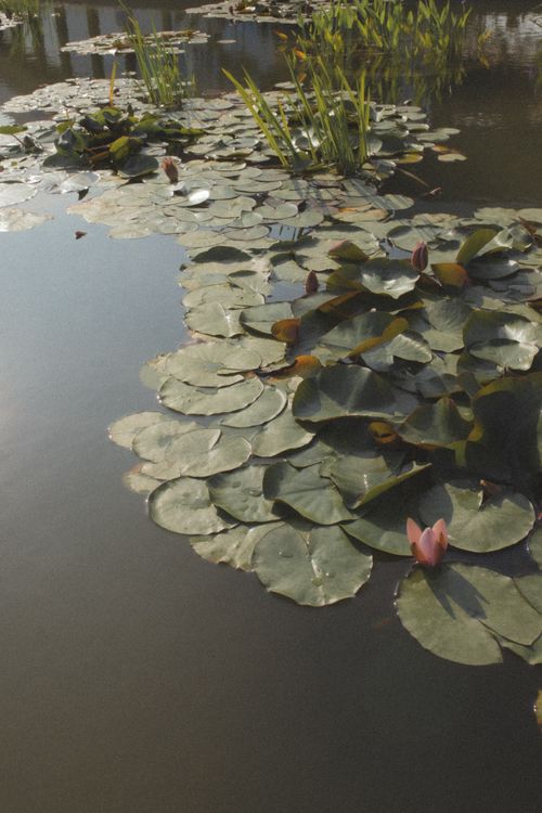 Free Serene pond with lily pads and blooming water lilies reflecting soft daylight. Stock Photo