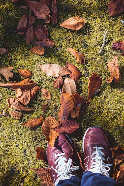 Free stock photo of autumn, autumn leaves, new balance