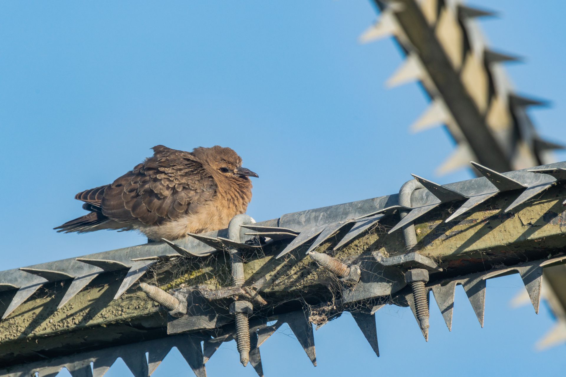 A small bird resting on a spiked metal fence against a clear blue sky, showcasing urban wildlife.