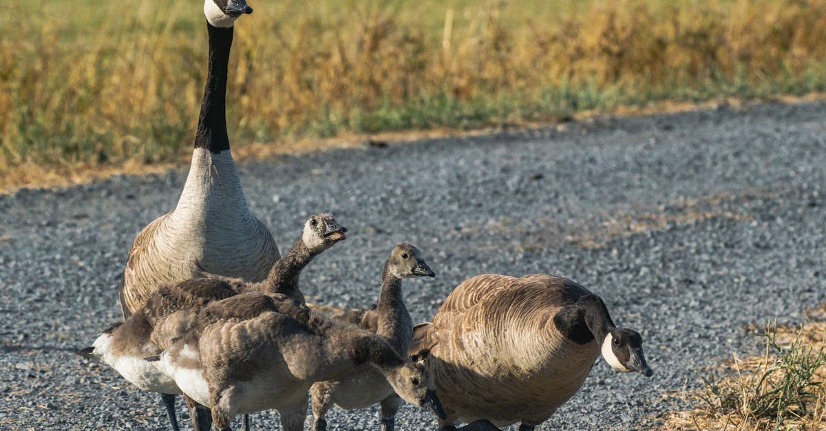 TARO盃國際賽揭秘加拿大家庭文化 父母最疼愛女兒的秘密