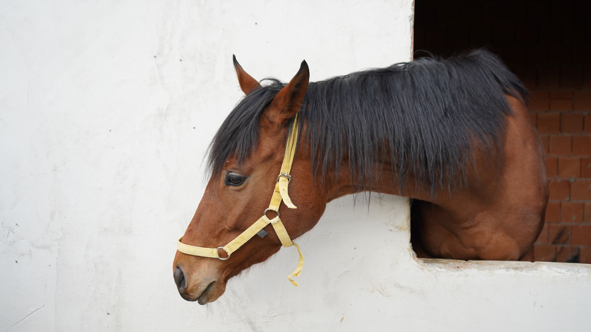 Close-up of a brown Arabian horse with a yellow halter at a stable in Safranbolu, Türkiye.