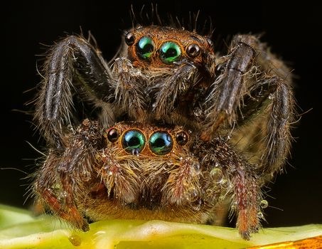 Close-up view of two jumping spiders with detailed eyes and hairy texture in nature.