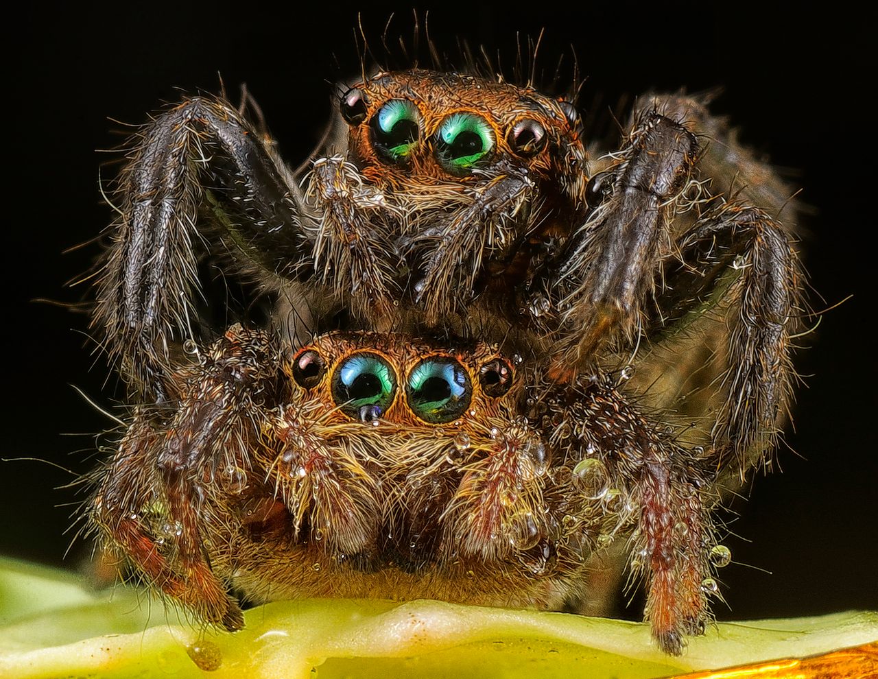 close up view of two jumping spiders with detailed eyes and hairy text