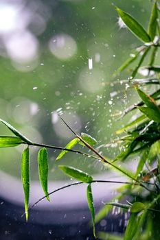 Close-up of bamboo leaves with raindrops during a refreshing summer rain.