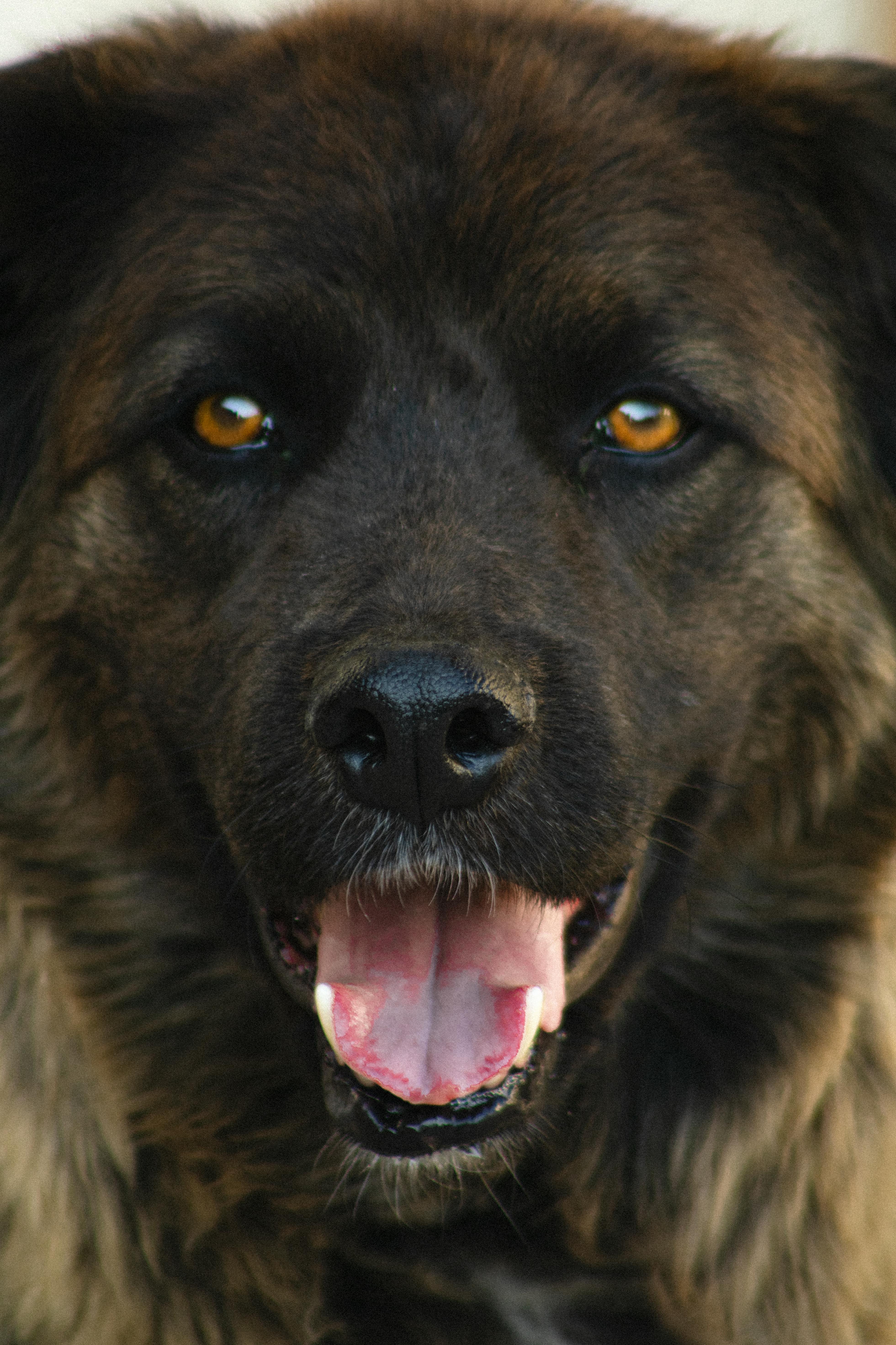 Why Do Dogs Have Wet Noses? Discover Their Fascinating Secrets! 8 Can the Wetness of a Dog's Nose Indicate Its Emotions? Find Out Here!