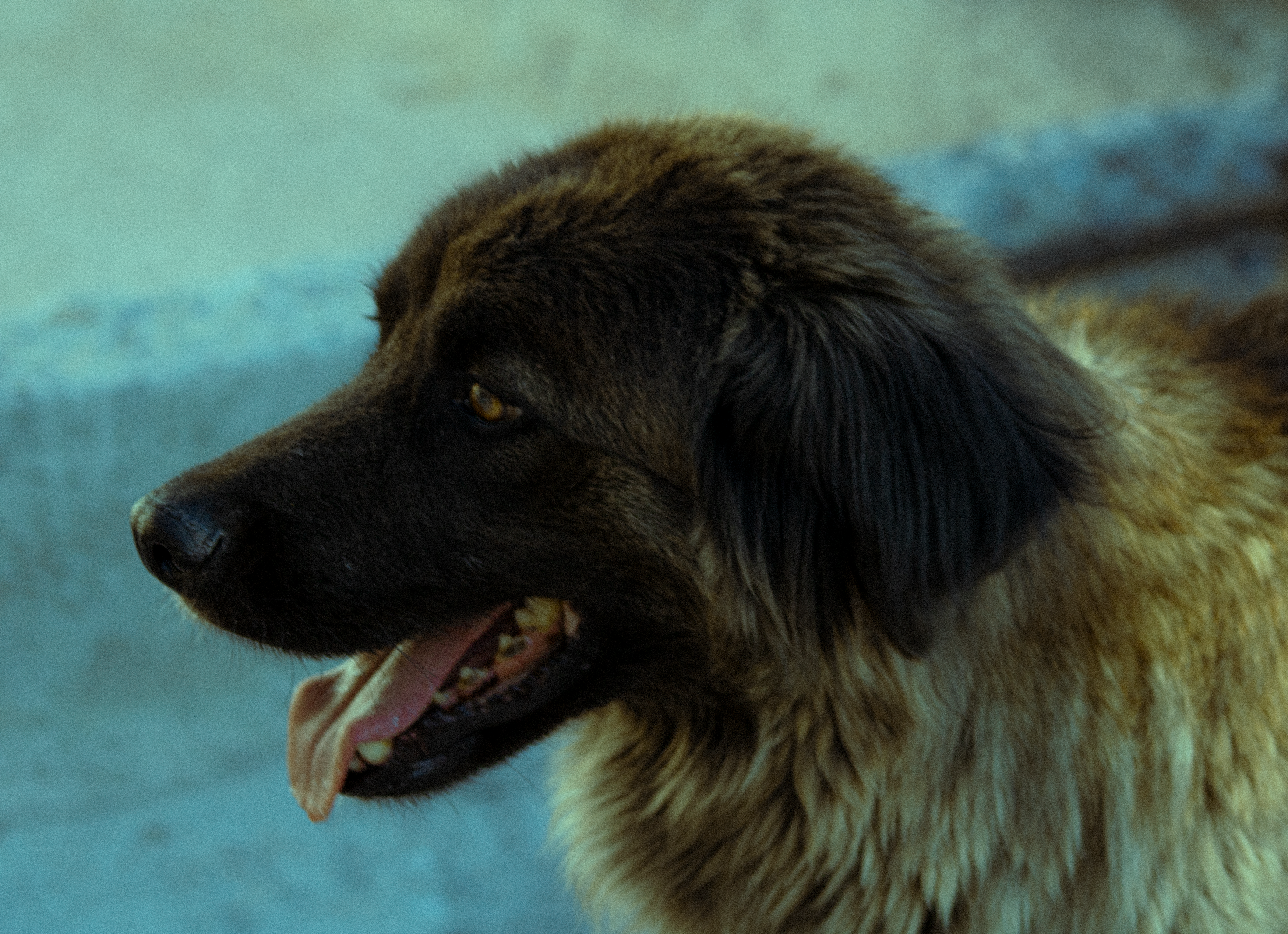 Veterinary care for a dog
