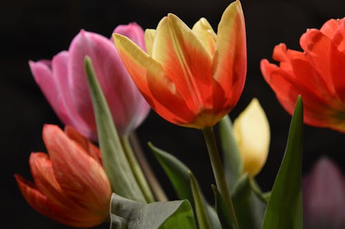 Безкоштовне стокове фото на тему «барвистий, весна, впритул»