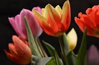 盛开的五彩郁金香生动地展现了春天之美的精髓