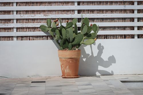 Free Potted cactus casting shadows against a rustic wall in Naxos, Greece, with vibrant light and texture. Stock Photo
