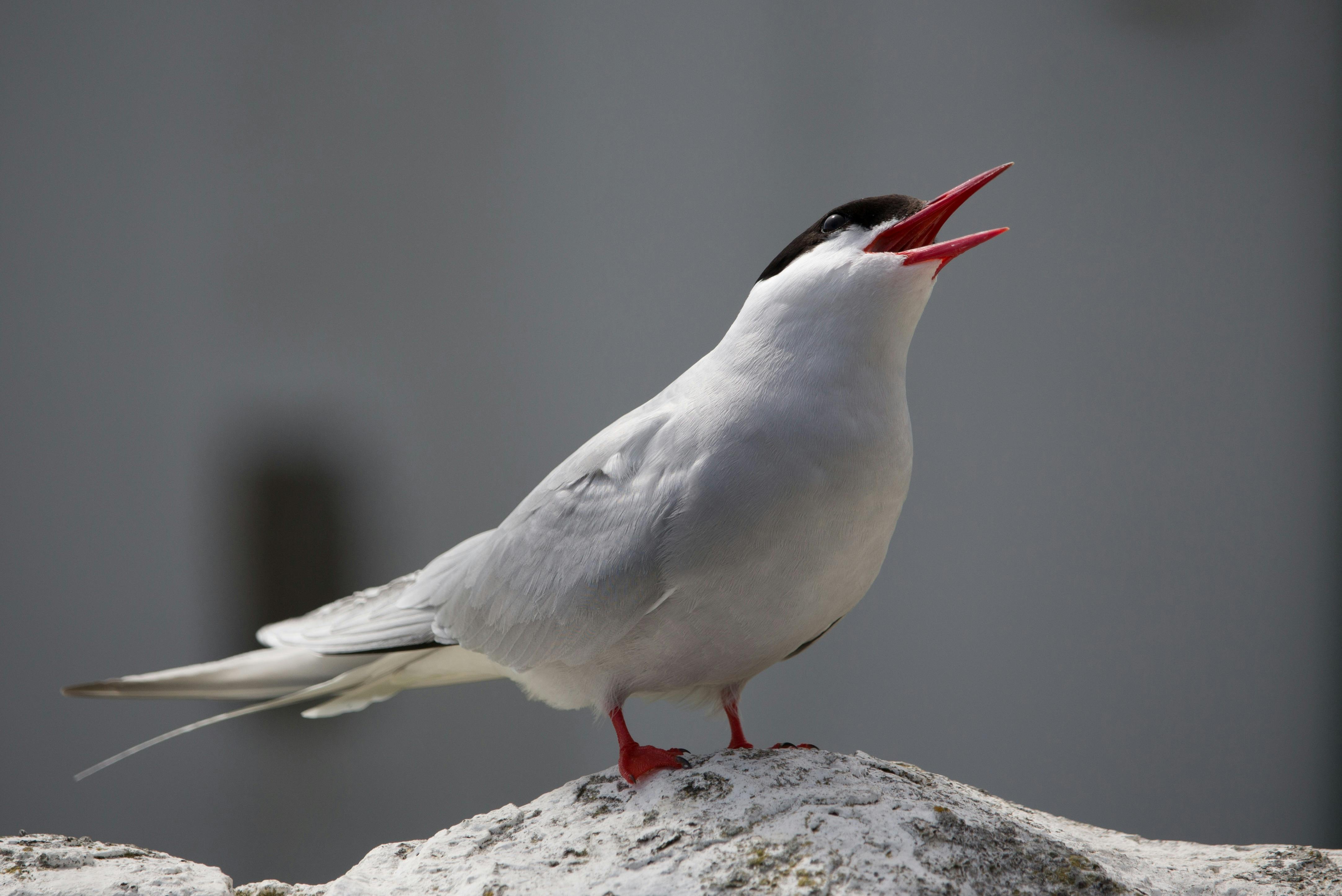Free Stock Photo Of Aggressive Arctic Arctic Tern