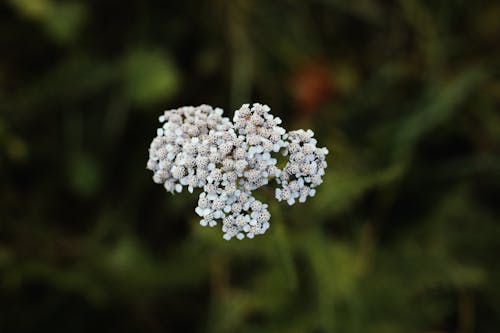 Free stock photo of blossoms, contrast, flower