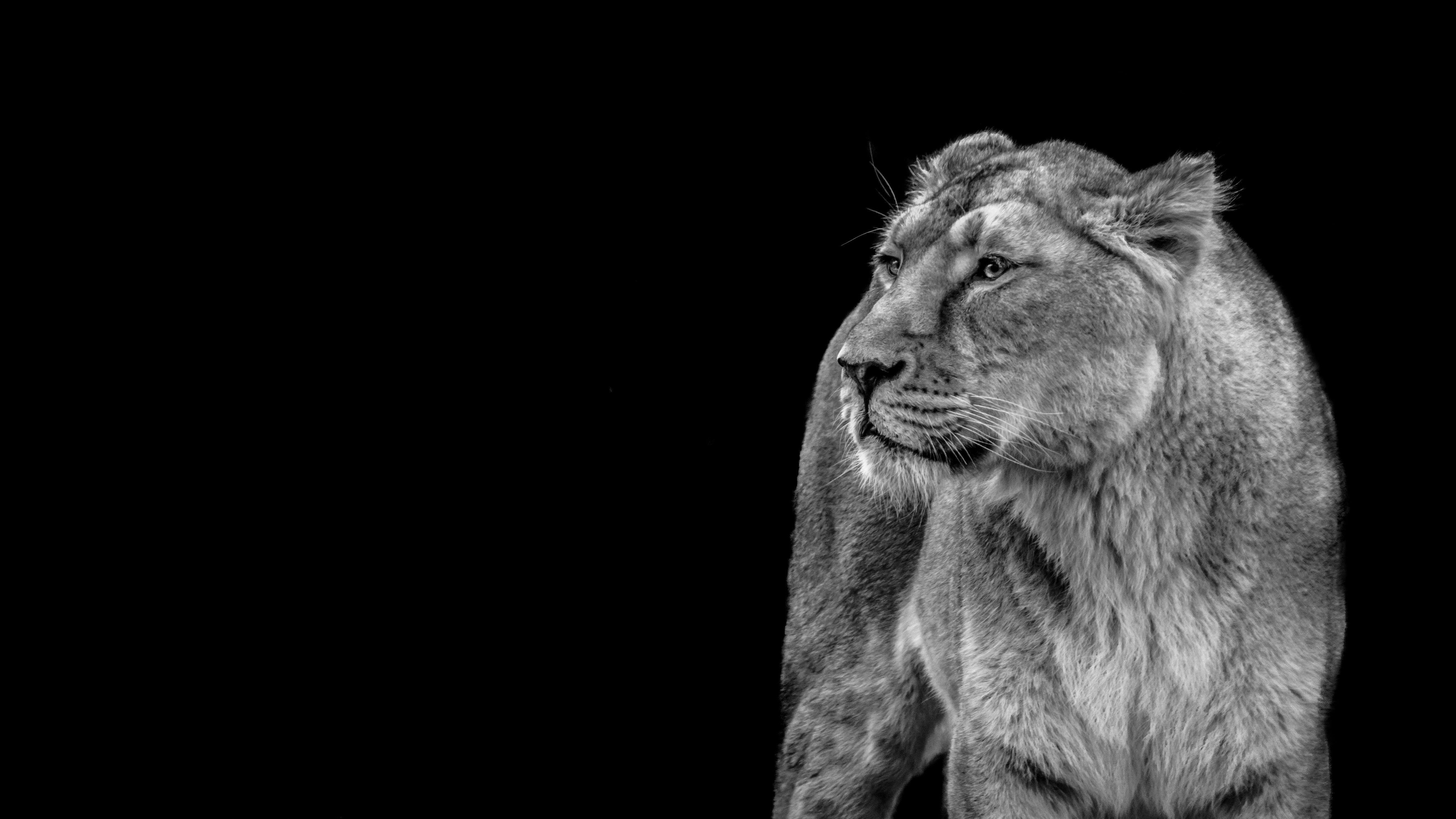 Free Stock Photo Of Africa Animal World Black Background