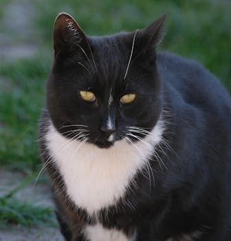Close-up of a black and white tuxedo cat outdoors on a sunny day.