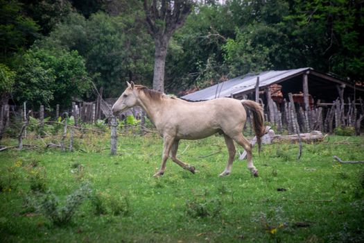A beautiful white horse trotting on a lush green pasture in Ñeembucú, Paraguay.