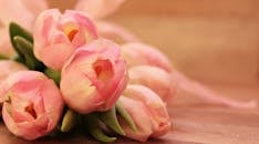 Tender Images