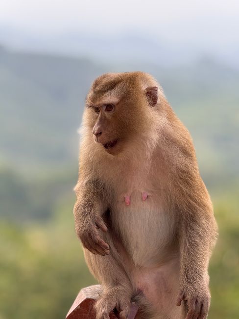 When Things Go Wrong: Dealing with Monkey Aggression When Things Go Wrong: Dealing with Monkey Aggression