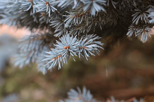 Free stock photo of beautiful, cold, conifer