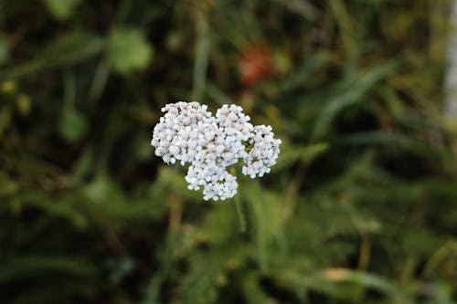 Imagine de stoc gratuită din concentrare, floare, fotografie cu natură