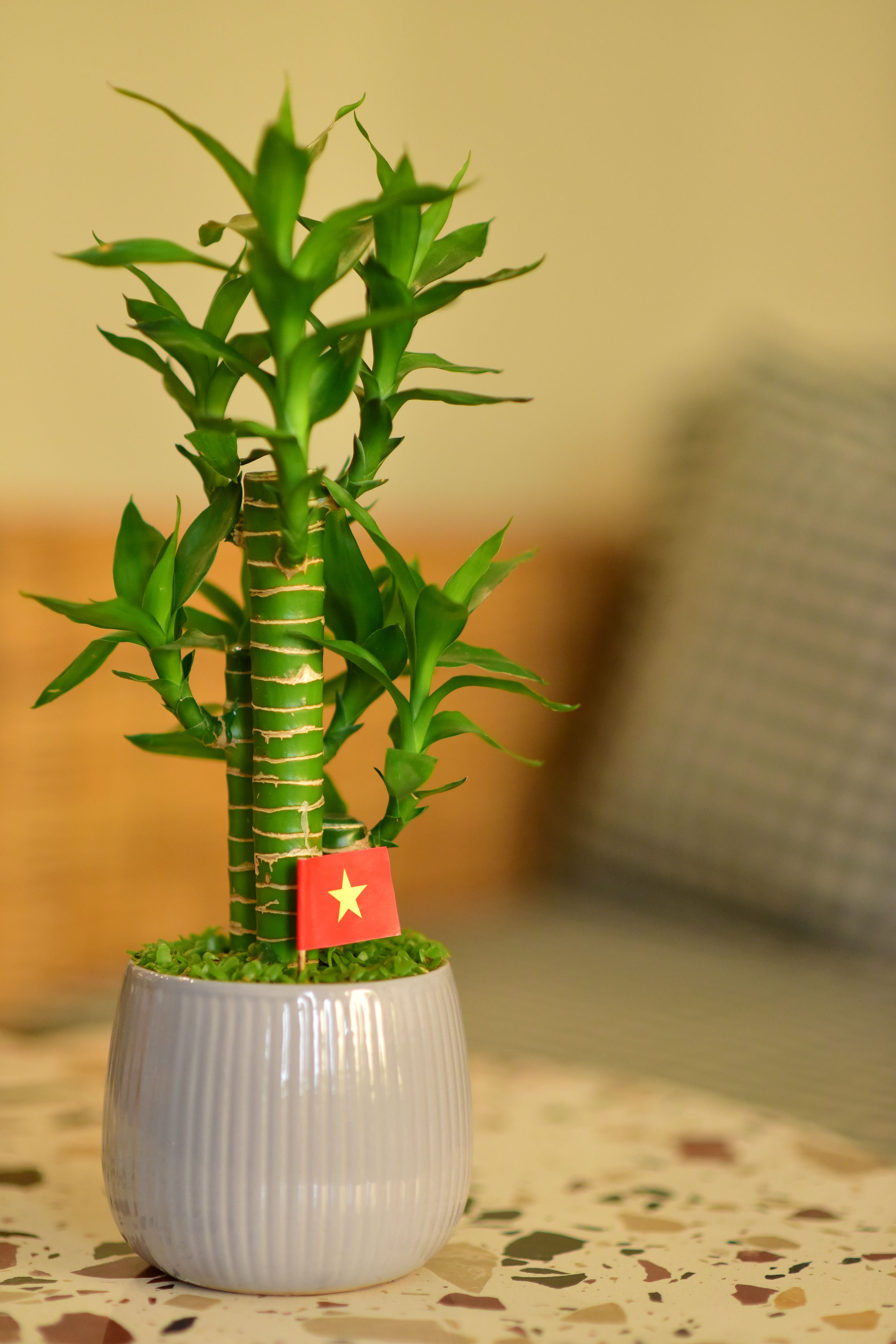 Top 5 cây lọc không khí tốt cho nhà và văn phòng – Giải pháp tối ưu cho môi trường trong lành