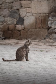 Cat sitting against stone wall