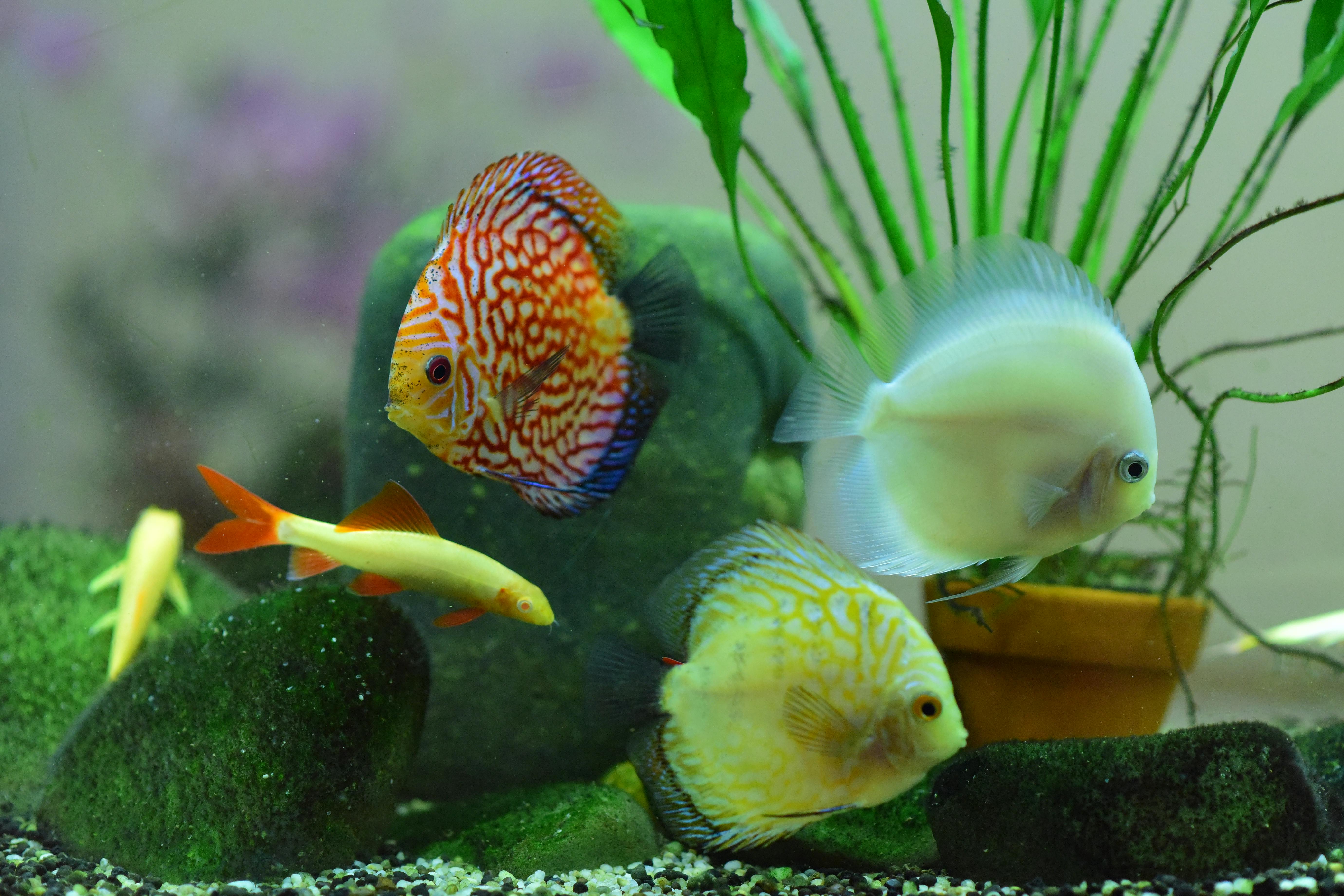 Colorful fish swimming in a vivid aquarium environment with plants and stones.