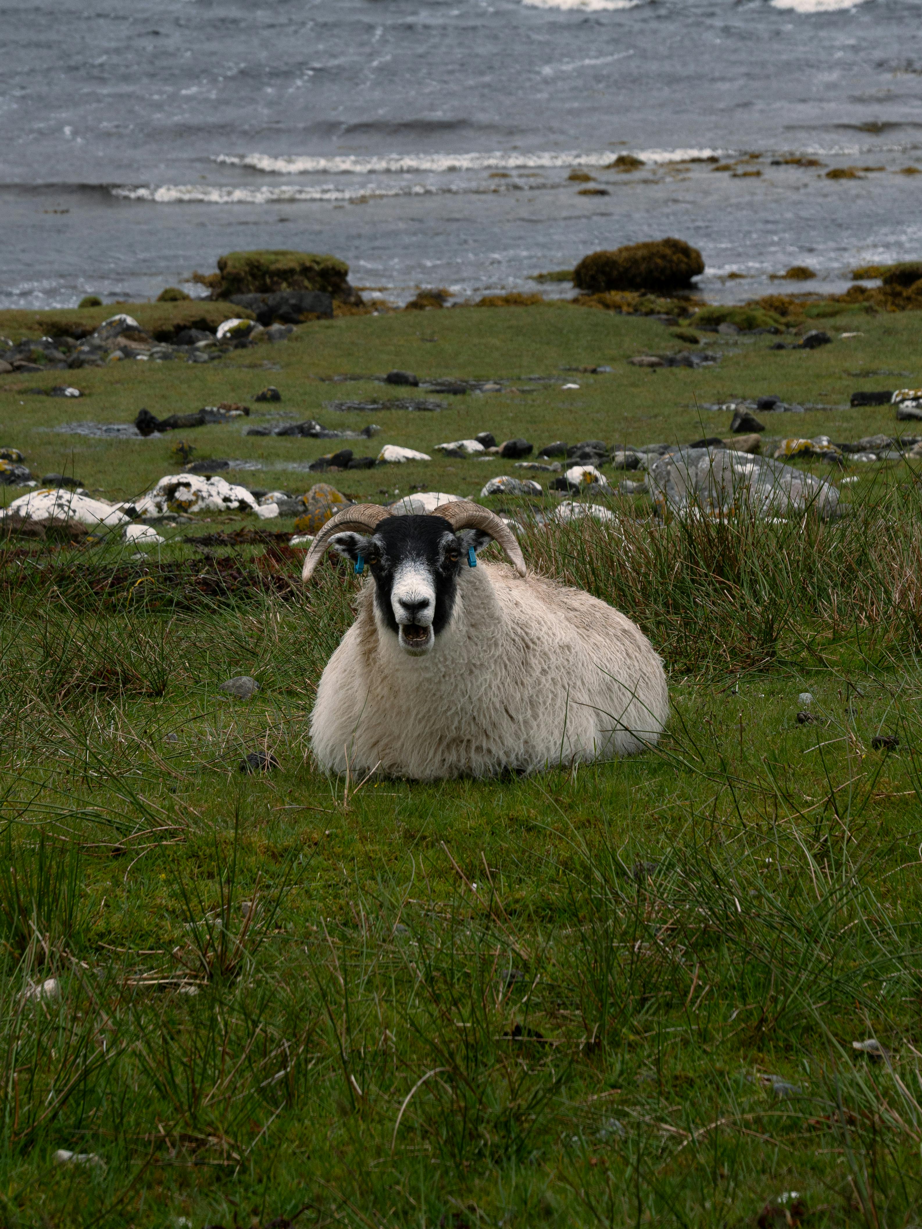 Gratuit Moutons écossais Sur La Côte Rocheuse Photos