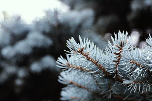 Free stock photo of beautiful, cold, conifer