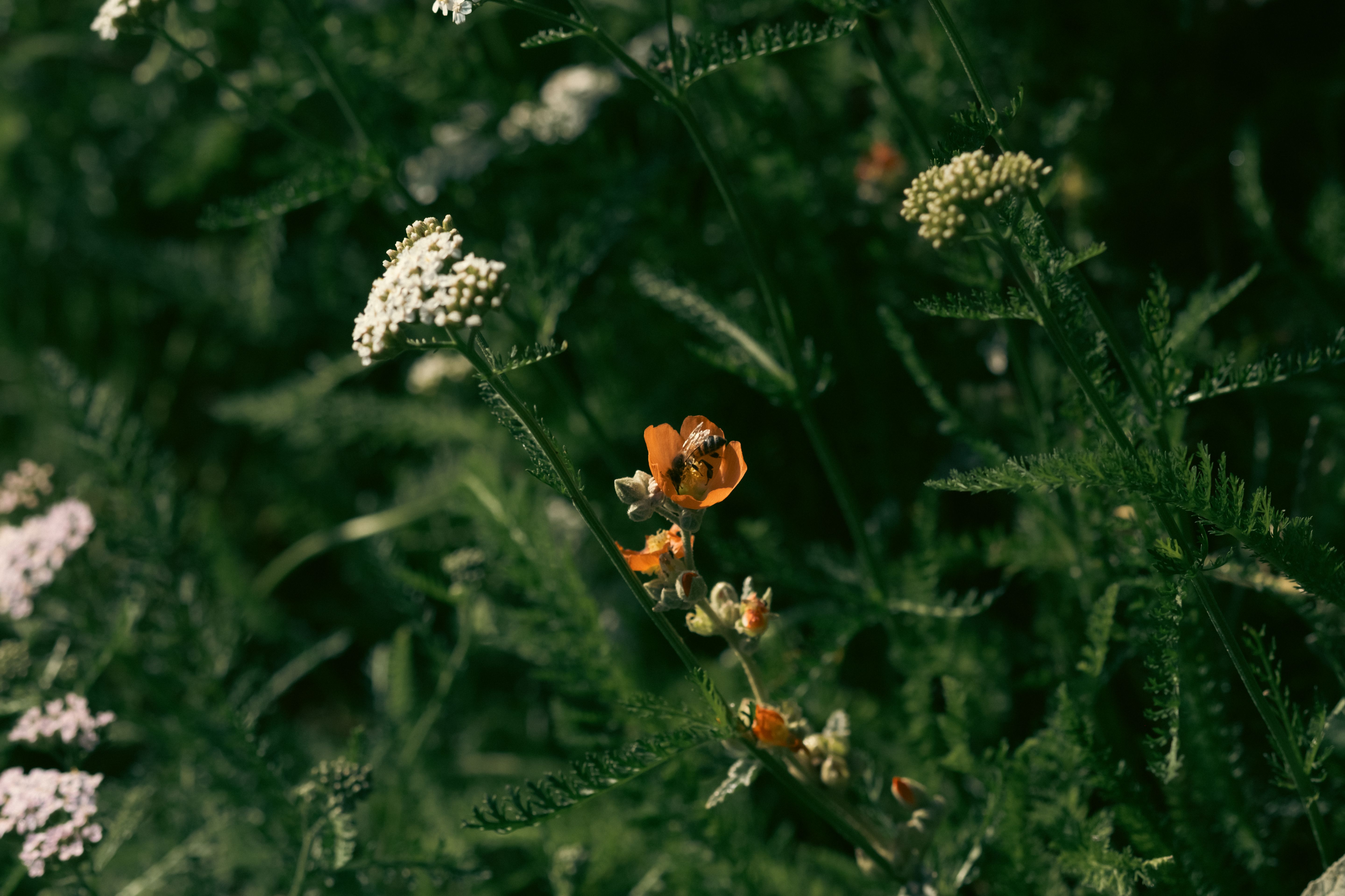 Prairie fleurie et biodiversité