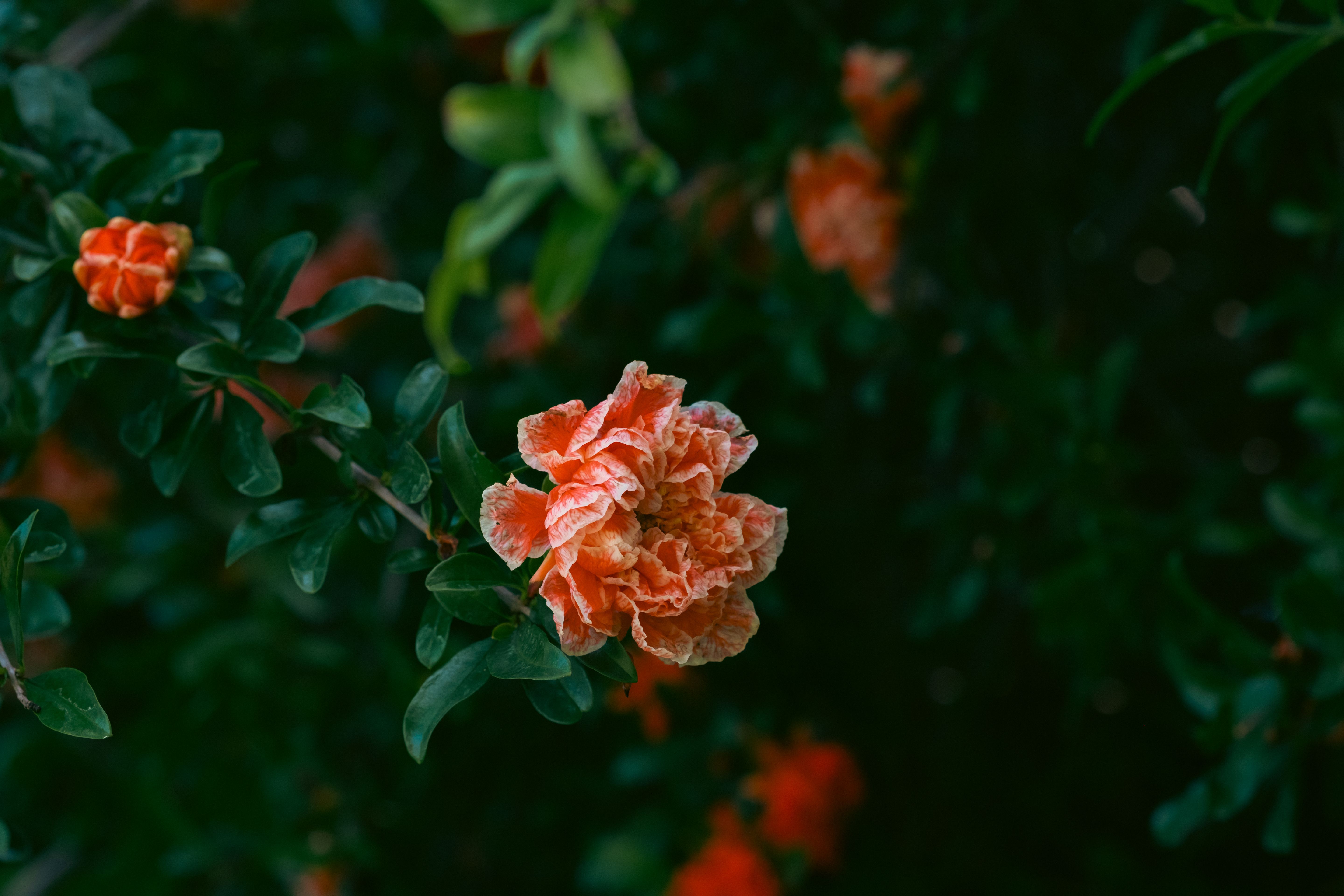 Christmas Eve Orange Blossom and Pomegranate Couscous