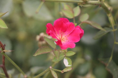 Free Close-up of a bright pink rose with green foliage, perfect for floral themes. Stock Photo