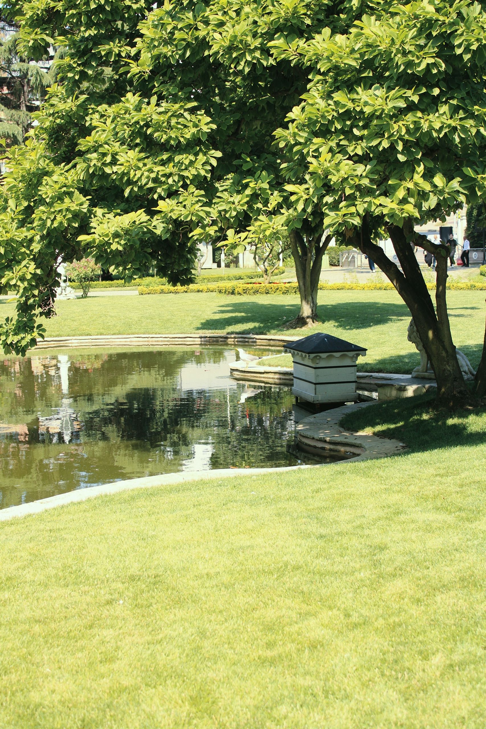 Serene Park Scene with Reflective Pond · Free Stock Photo