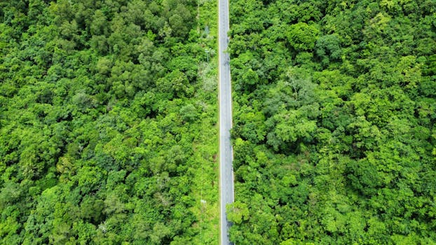 Aerial view of a lush green forest with a central roadway cutting through.