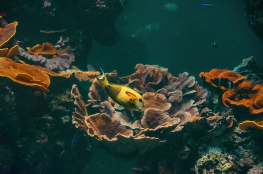 A colorful tropical fish among vibrant corals, showcasing marine life's beauty.