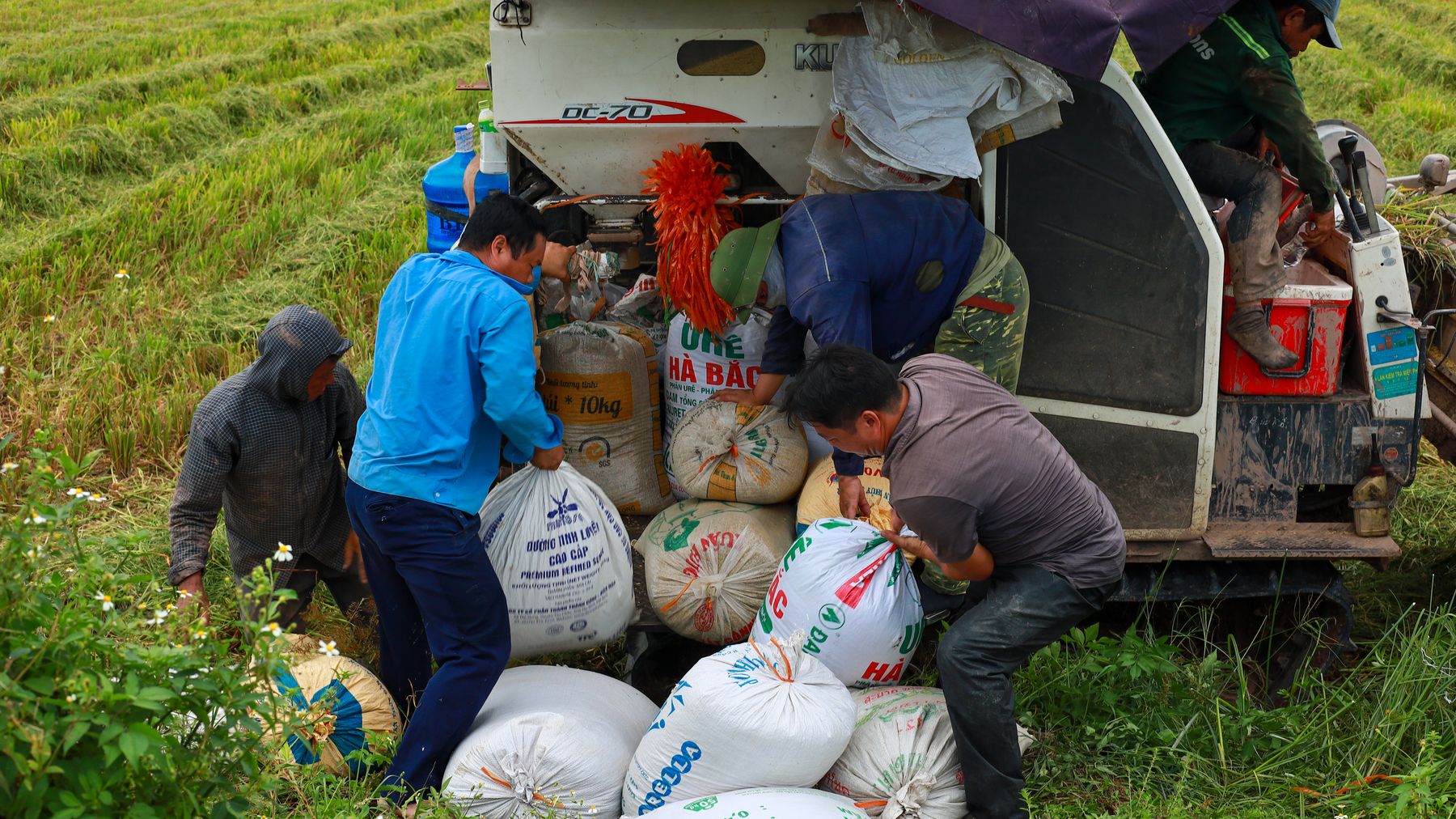 Men loading sacks of rice onto a vehicle in a Vietnamese rice field.