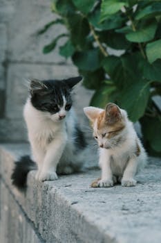 Adorable kittens exploring a stone wall outdoors, surrounded by green foliage.