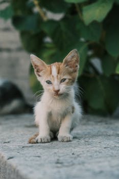 A cute ginger and white kitten sits outdoors, surrounded by greenery, looking curiously at the camera.