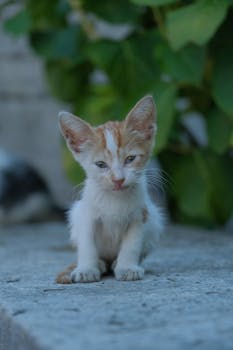 Adorable kitten sitting on a stone surface with green leaves background.