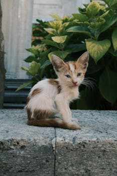 A cute kitten resting on a stone slab in a garden setting with green plants.