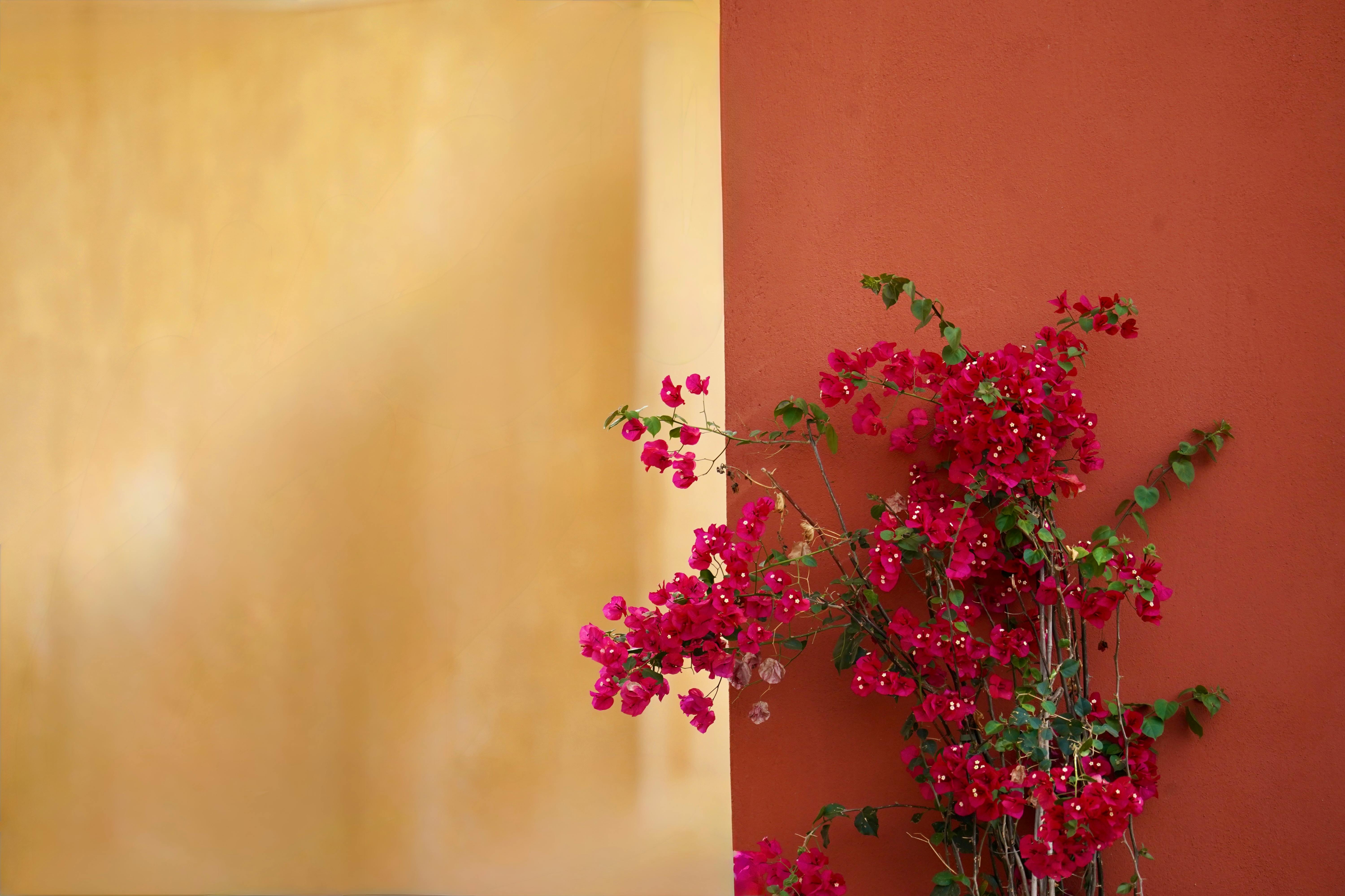 Effective Algorithm Hacks for Growth Strategies