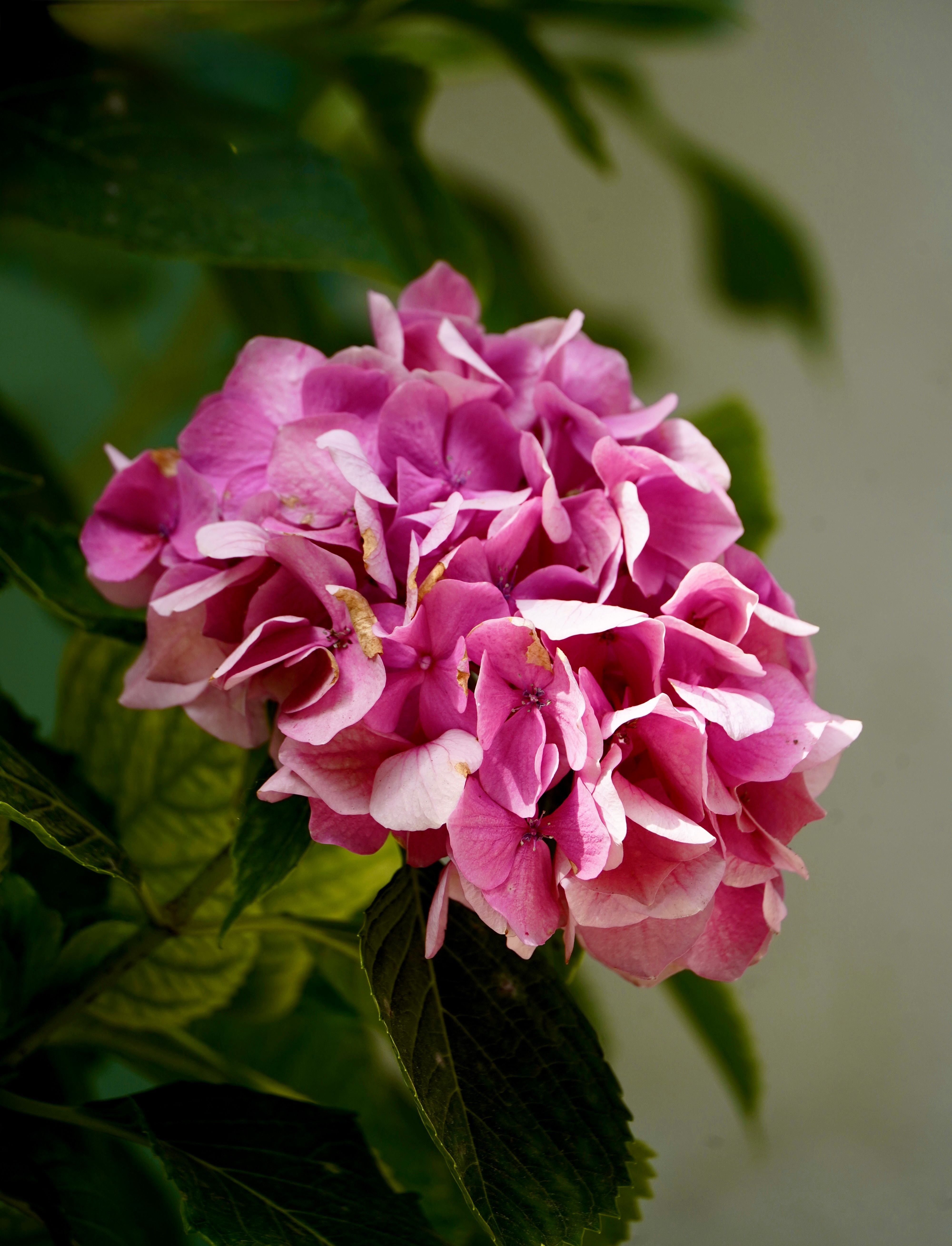 Vibrant Pink Hydrangea Bloom in Natural Light · Free Stock Photo