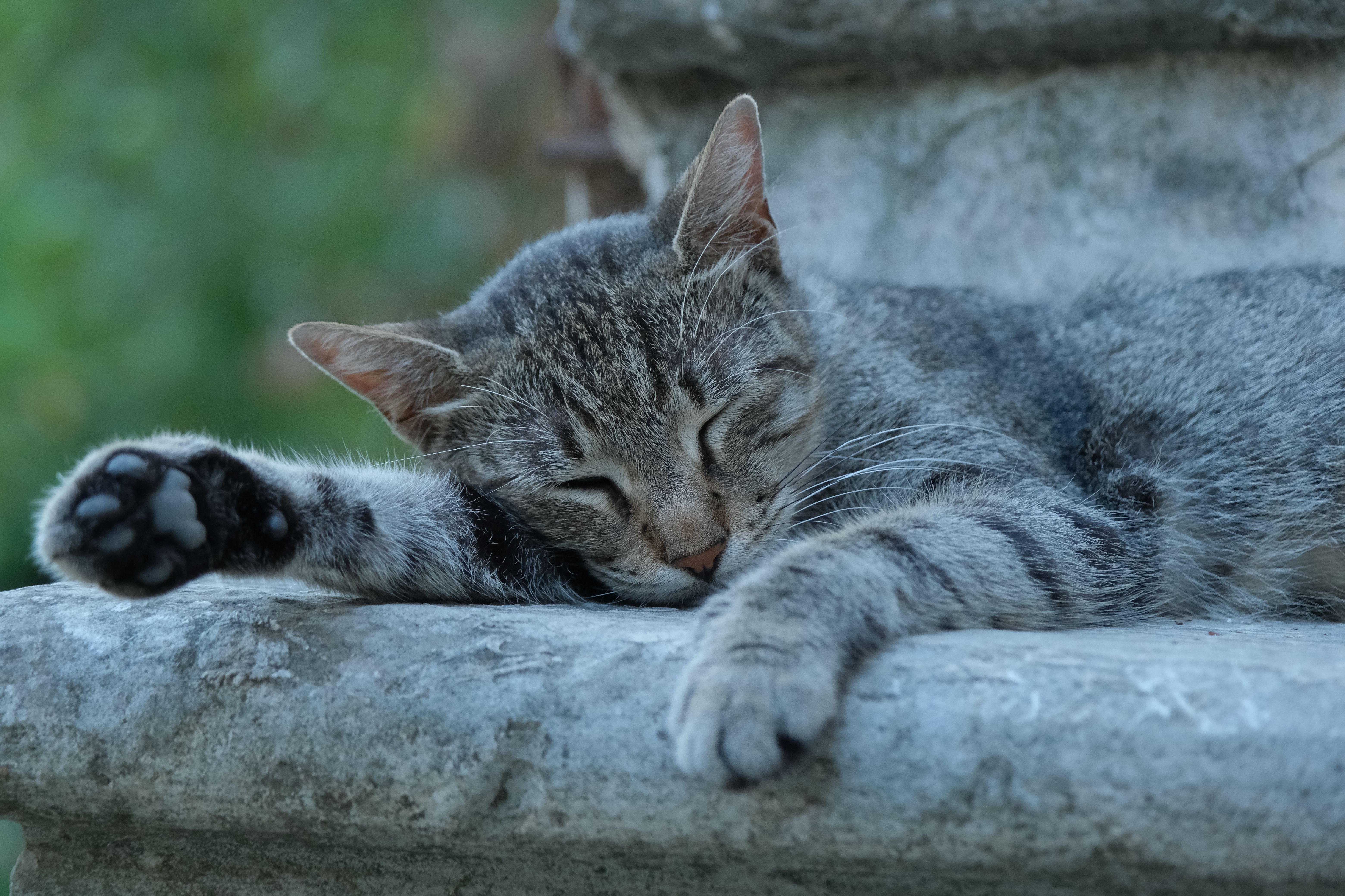 Gatto che riposa tranquillo