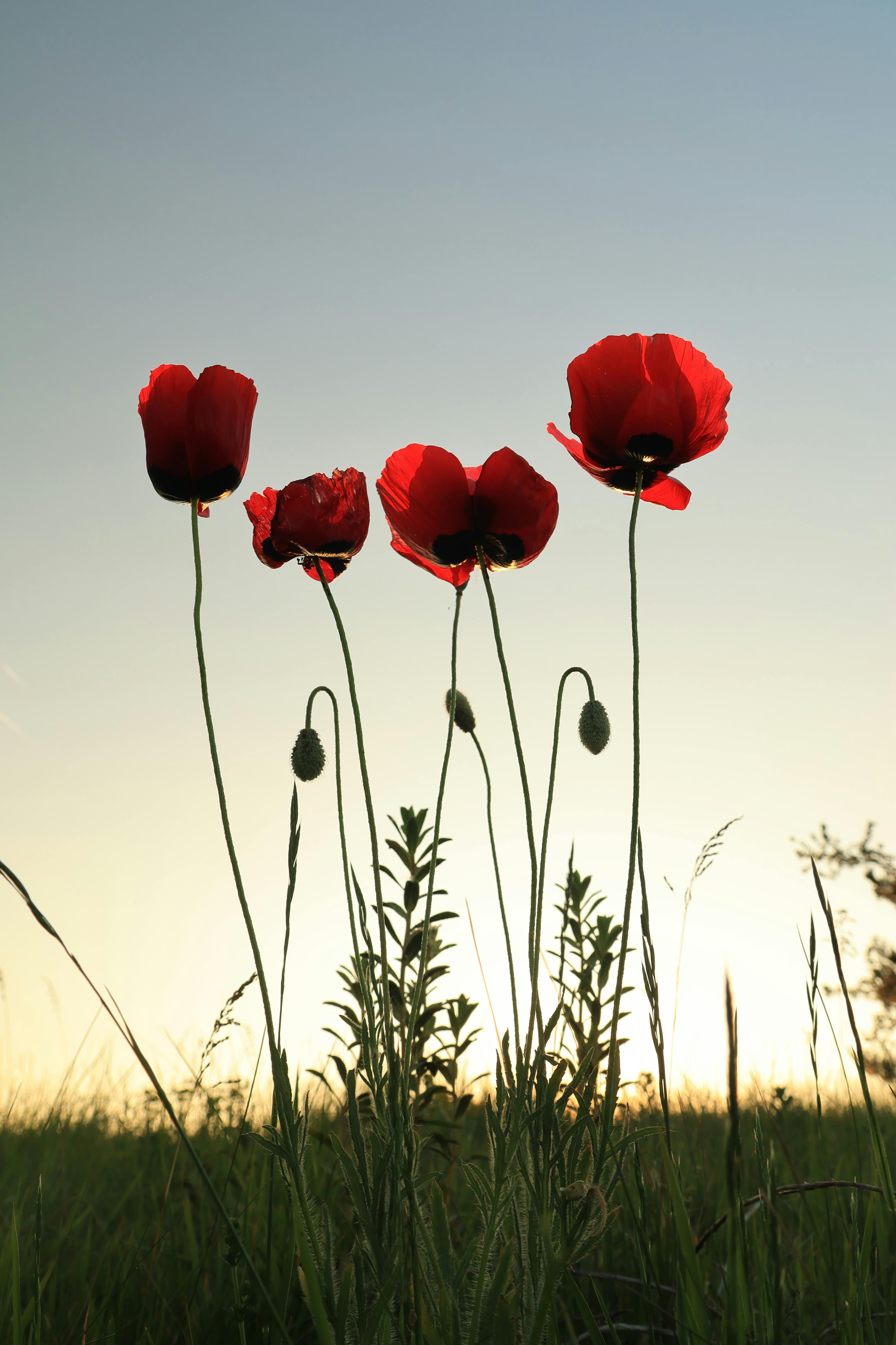 Gratis Røde valmuer i et gresskledd felt mot en soloppgangshimmel, noe som skaper et fredelig og levende landskap. Arkivbilde