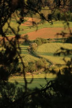 Idyllic view of green fields and winding path through leafy frame.