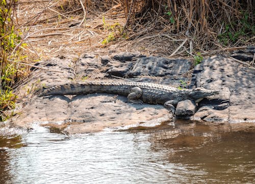 Free stock photo of adventure, africa, alligator