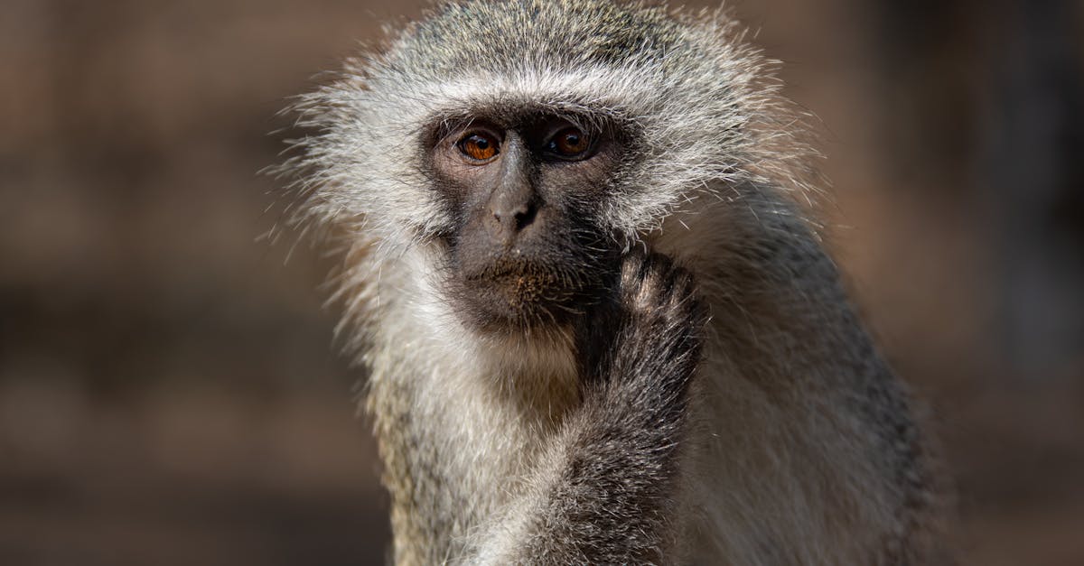 Les impacts de la 5G sur l'environnement résilient des entreprises