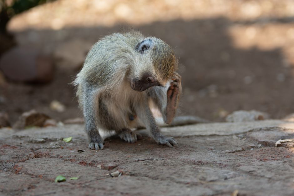 A vervet monkey scratches itself in its natural South African habitat.