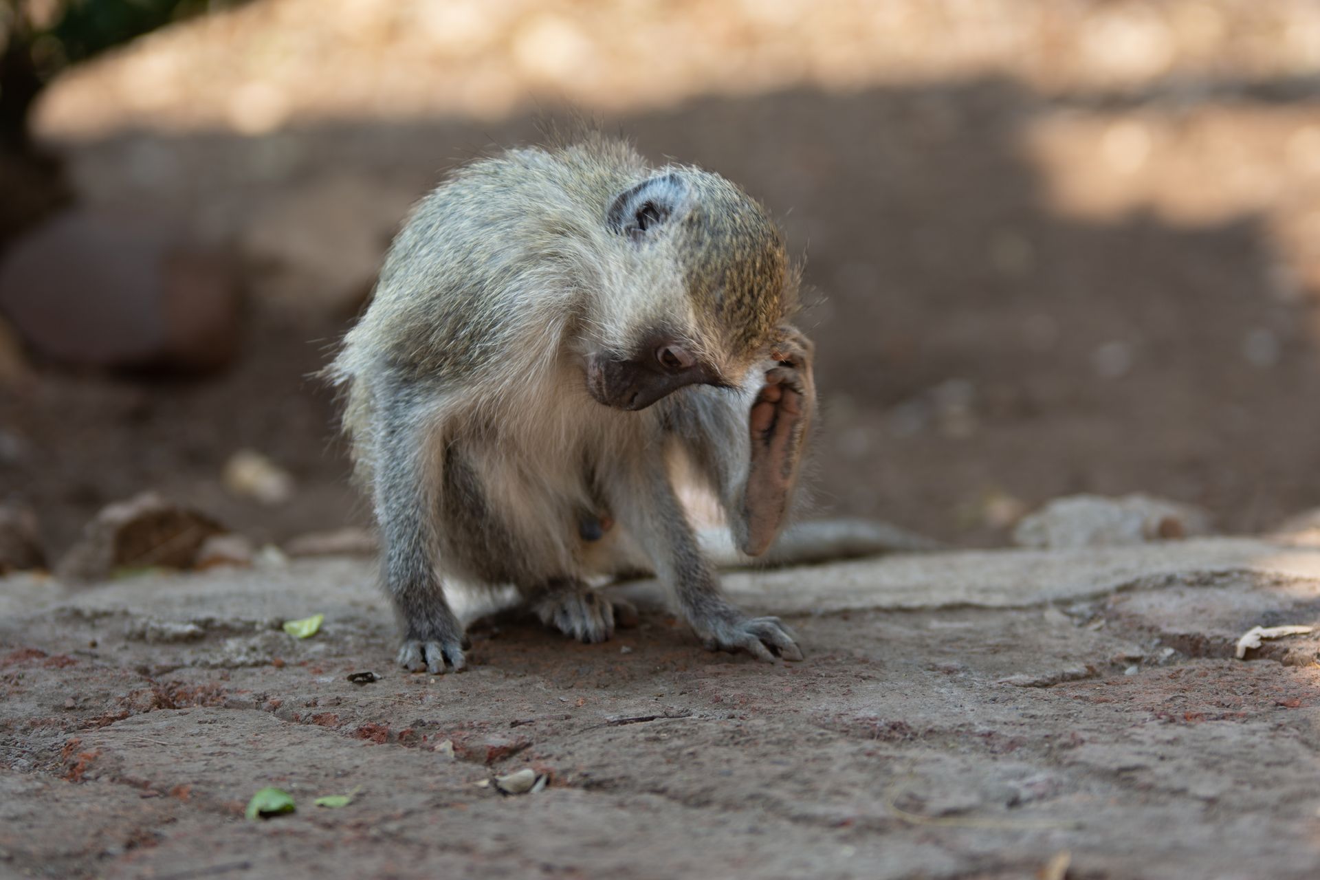 A vervet monkey scratches itself in its natural South African habitat.