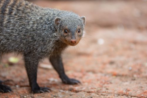 Free Detailed photo of a banded mongoose (Mungos mungo) in Kruger National Park, South Africa. Stock Photo