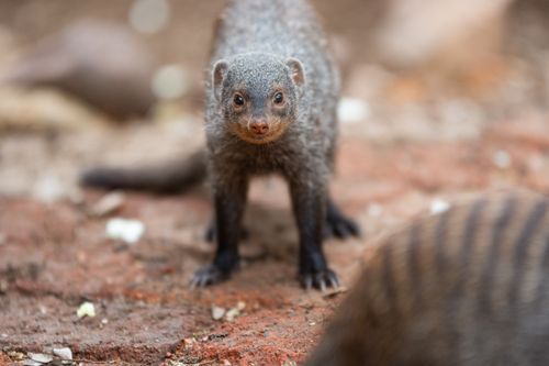 Free Close-up photo of a banded mongoose in its natural habitat in South Africa. Stock Photo
